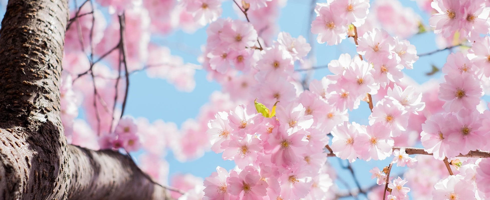 cherry blossom tree in bloom in spring cherry blossom tree in bloom in spring