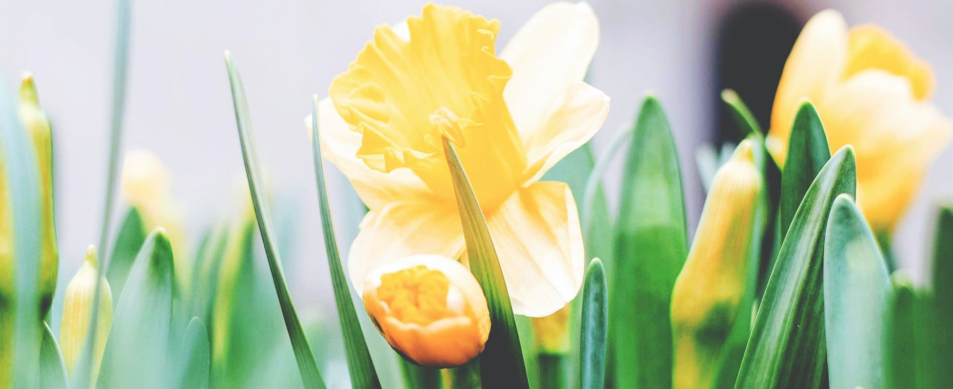 easter daffodills in garden easter daffodils in garden