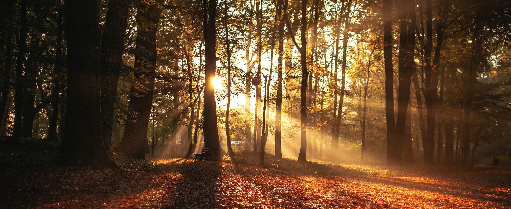 fall leaves on the ground with a beam of sunlight coming through trees fall leaves on the ground with a beam of sunlight coming through trees