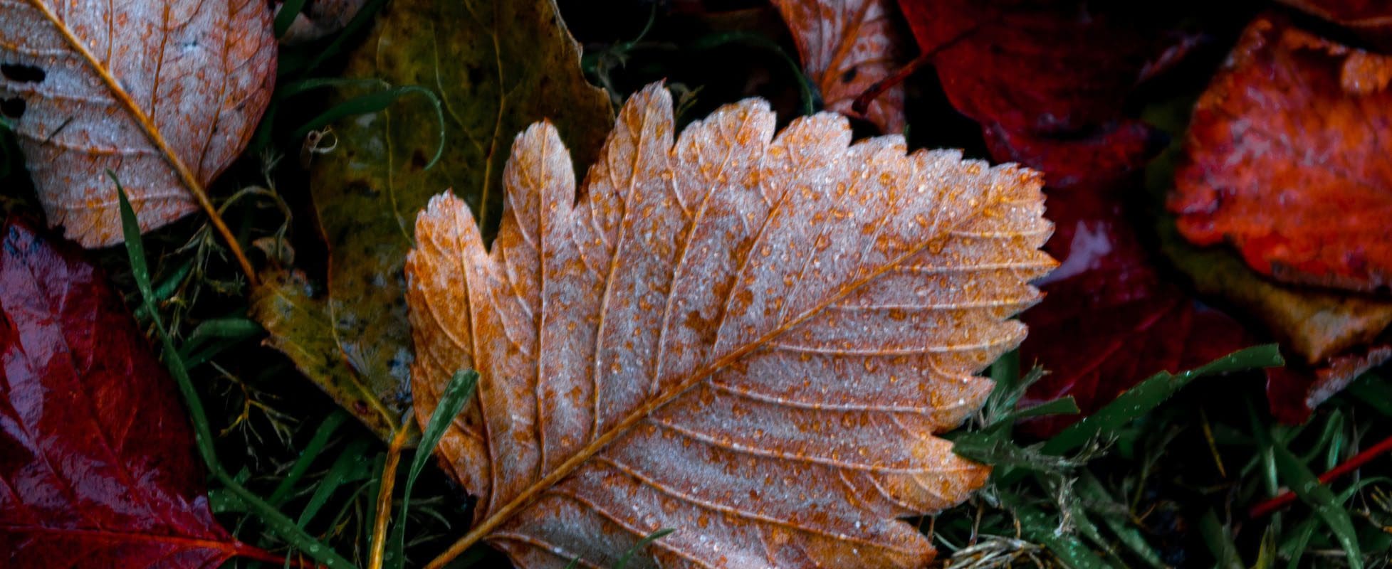 frosted fall leaf waiting for winter frosted fall leaf waiting for winter