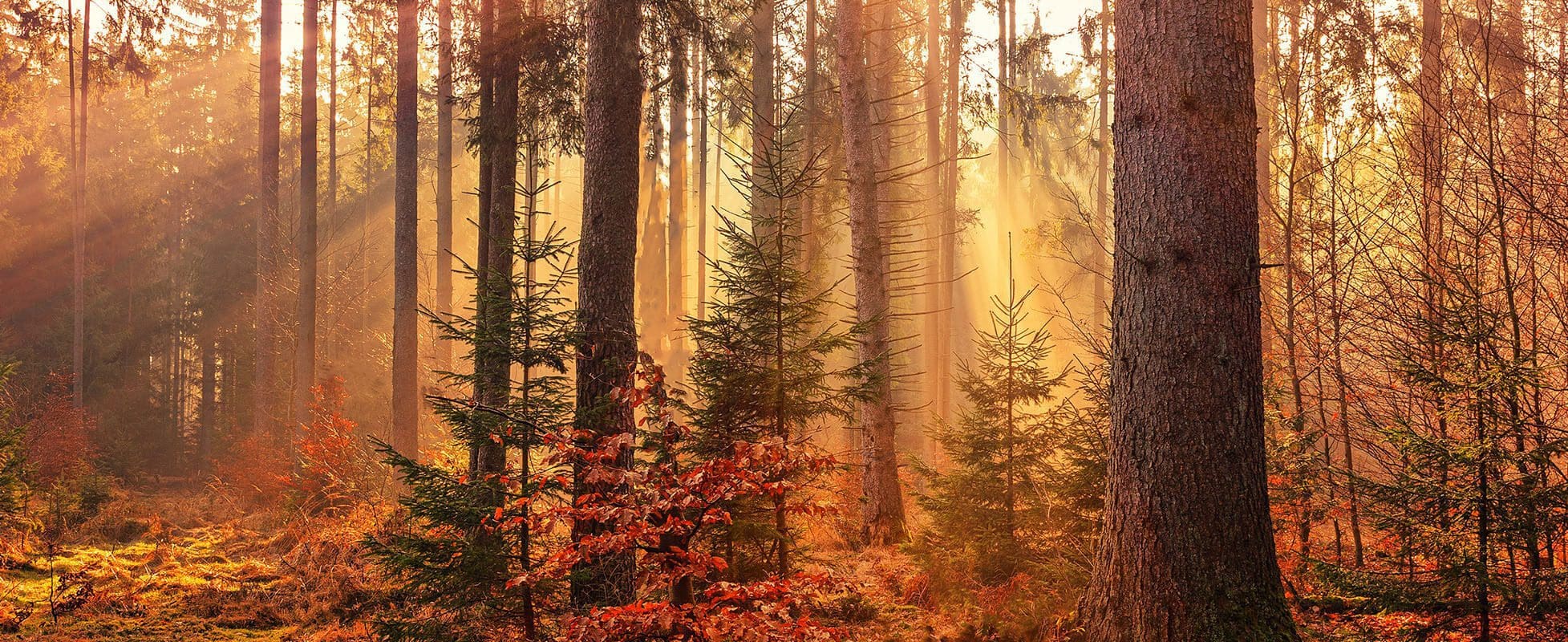 light shining through trees in fall light shining through trees in fall
