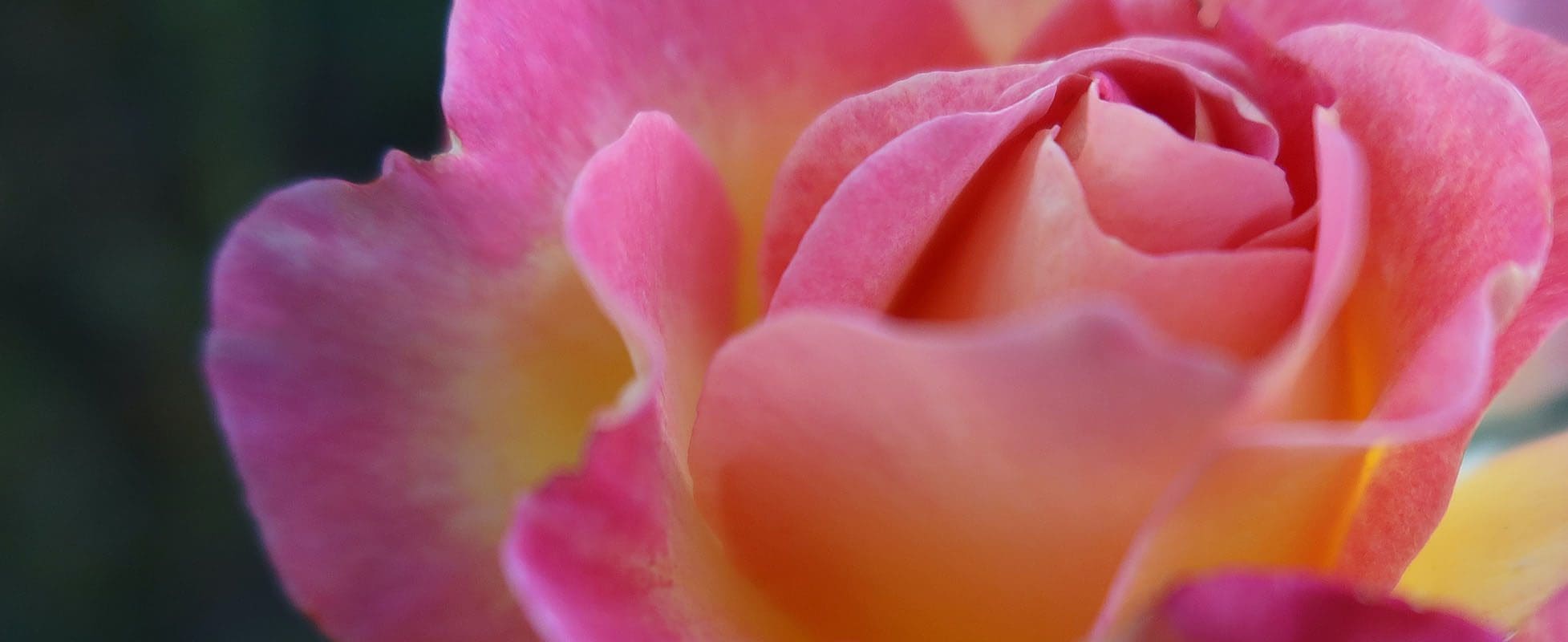 pink and yellow rose pink and yellow rose