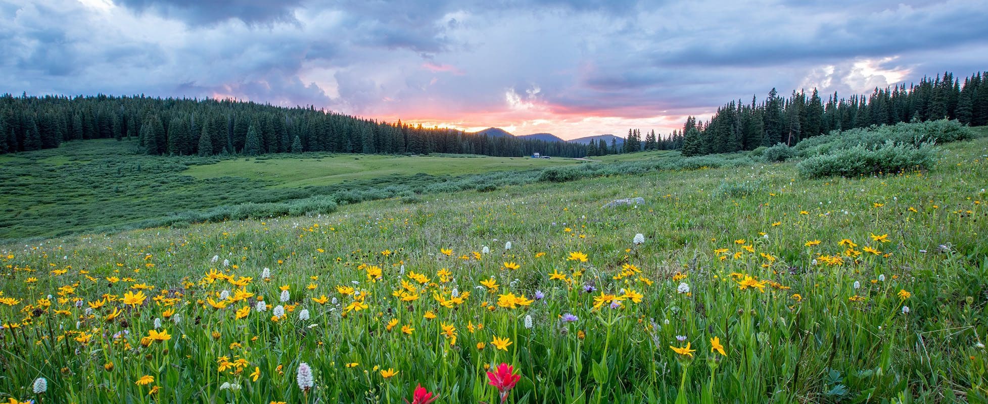 spring flowers blooming in a valley spring flowers blooming in a valley