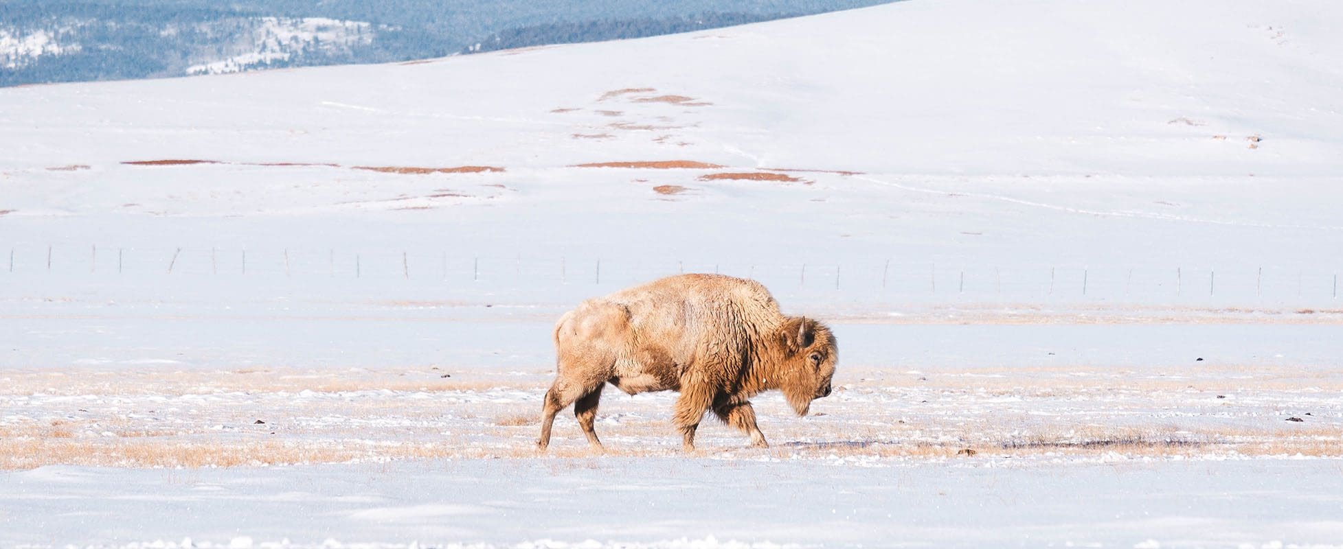 white buffalo walking on snowy field white buffalo walking on snowy field
