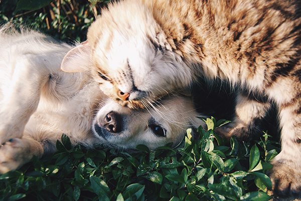cat and dog cuddling